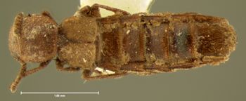 Media type: image;   Entomology 6253 Aspect: habitus dorsal view